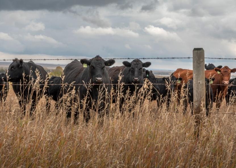 Asociatyvi nuotr. Canva nuotr. 