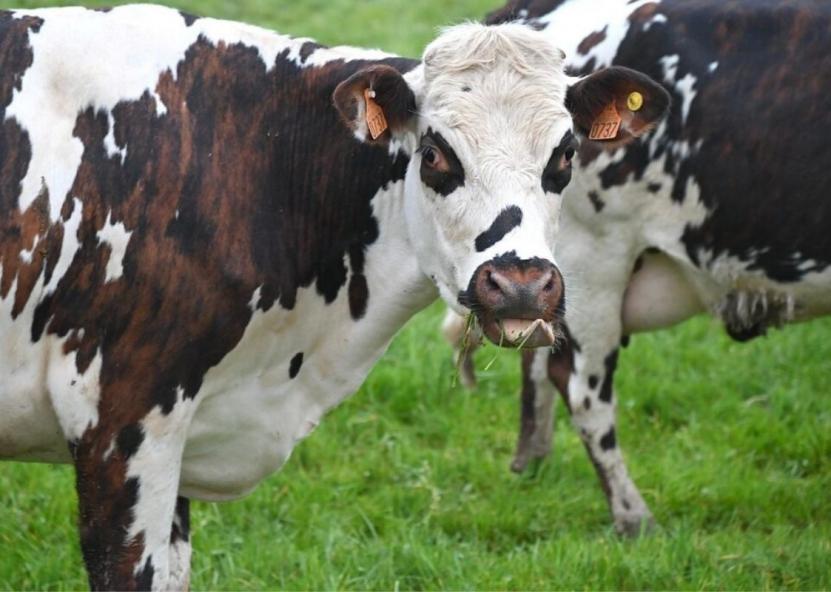 Asociatyvi nuotr. Pieno ūkis nuotr. 