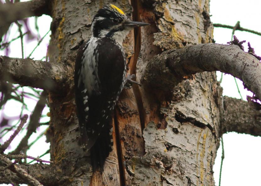 R. Jakaičio nuotraukoje – tripirštis genys. 