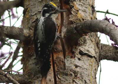 R. Jakaičio nuotraukoje – tripirštis genys.