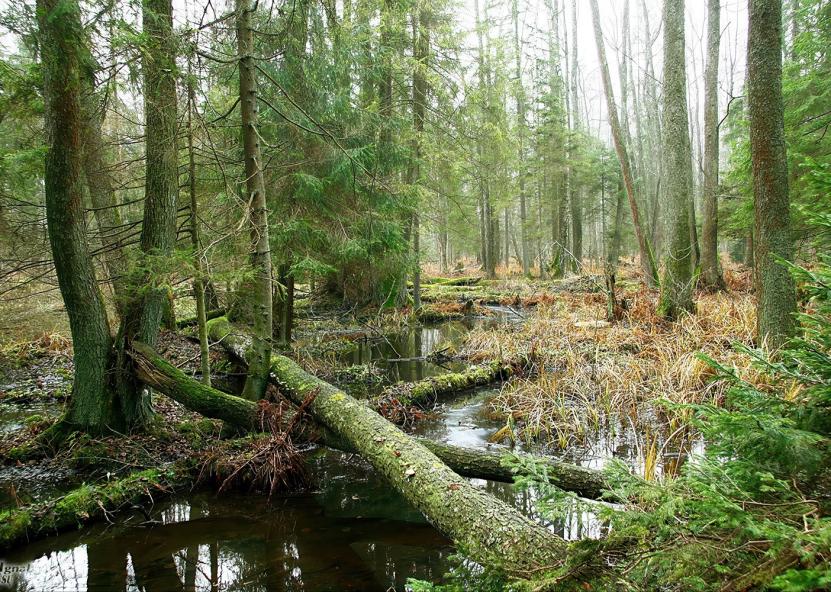 Mindaugo Ilčiuko nuotr. 