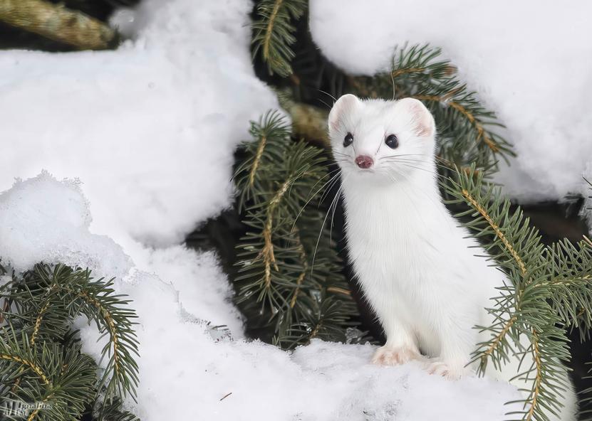 „Šiaurės rytų“ ir techinfus.com nuotr. 