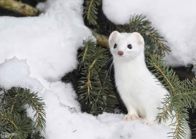 „Šiaurės rytų“ ir techinfus.com nuotr.