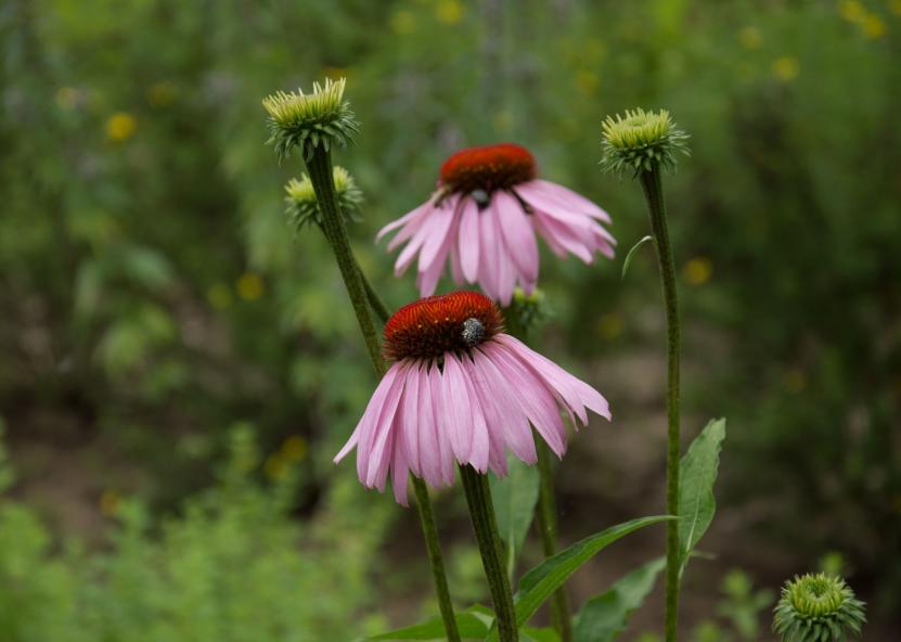 Ežiuolė. VDU nuotr. 