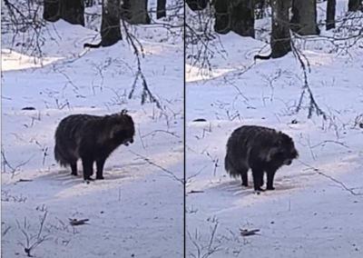 Medžioklės žurnalo nuotr.