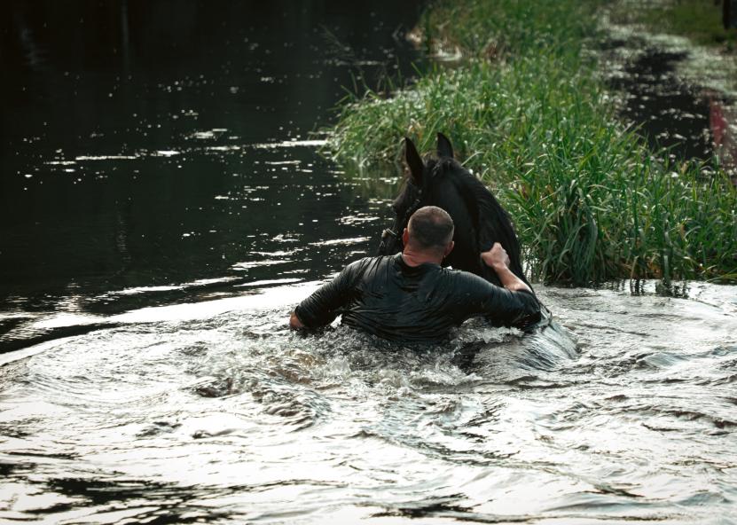 Žirgas. Anykštos nuotr. 