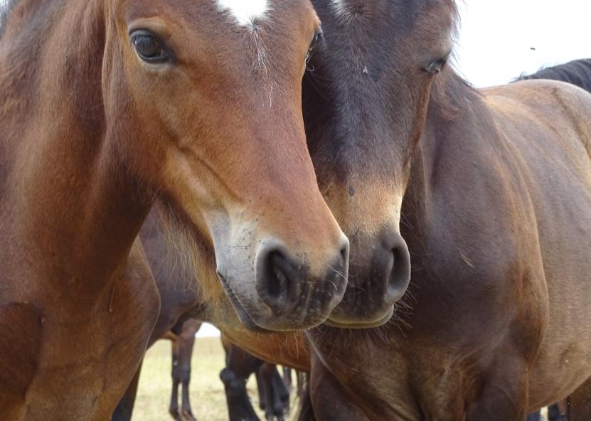Arkliai. ŽŪM nuotr. 