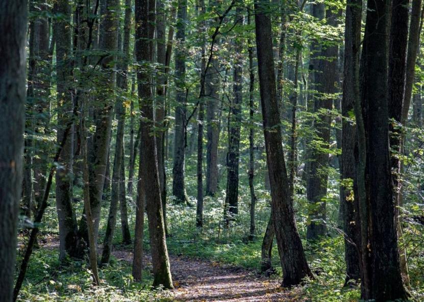 Asociatyvi nuotr. AAD nuotr. 