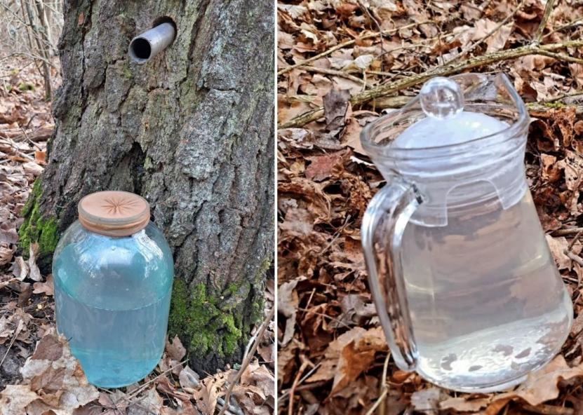 Miškininkai primena apie sulos rinkimo taisykles. 