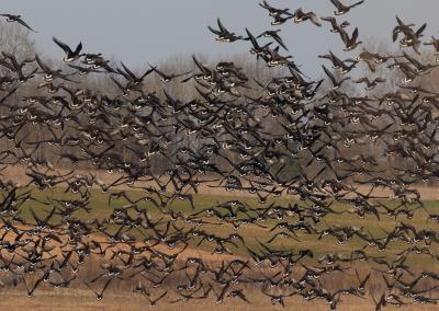 Paukščiai sugrįžta. E. Sukackienės nuotrauka.