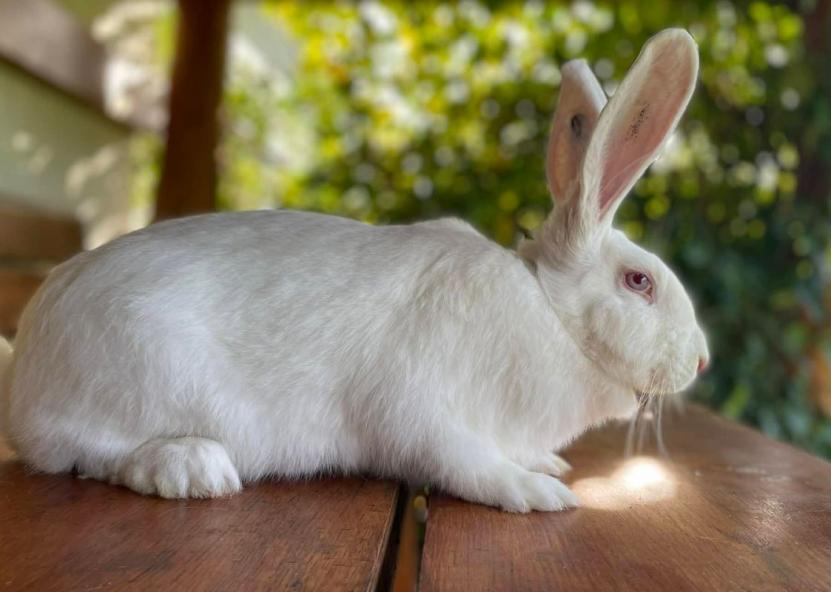 Asociatyvi nuotr. Algirdo Jonėno nuotr. 