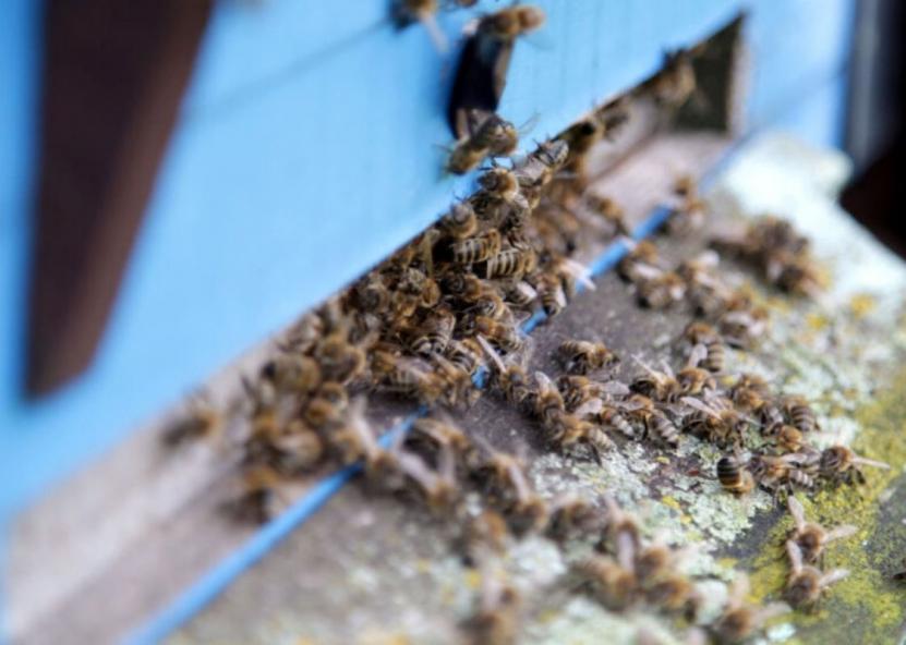 Bitės apsiskraidė – prasidėjo jų pavasaris. Dzūkų žinios nuotr. 