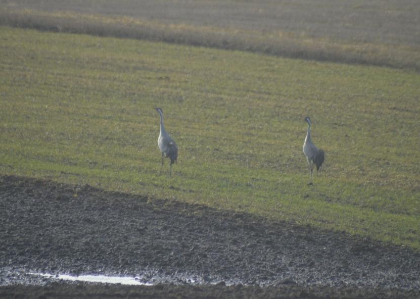 Dzūkų žinių nuotr. 