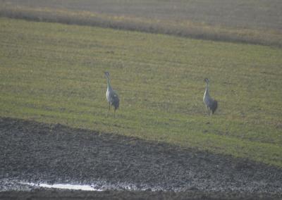 Dzūkų žinių nuotr.