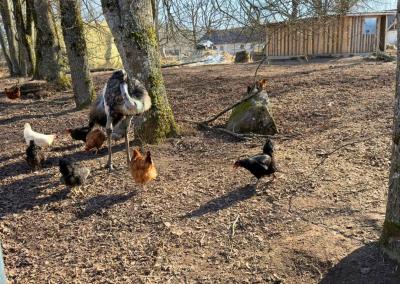 Strutis, kurį laikė P. Šiaučiūnas. Facebook nuotr.