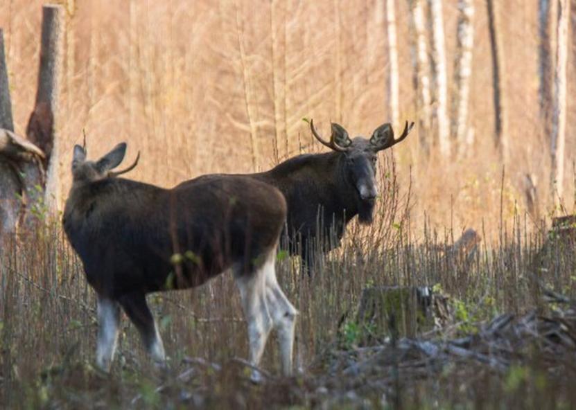 Saugomų teritorijų tarnybos nuotr. 