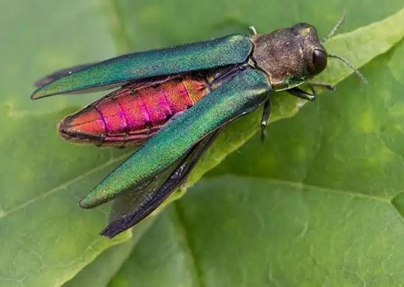 Smaragdinis blizgiavabalis. VMU nuotr 