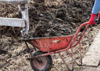 Tręšimas. AM nuotr.