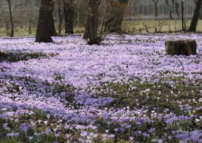 VDU Botanikos sodo nuotrauka.
