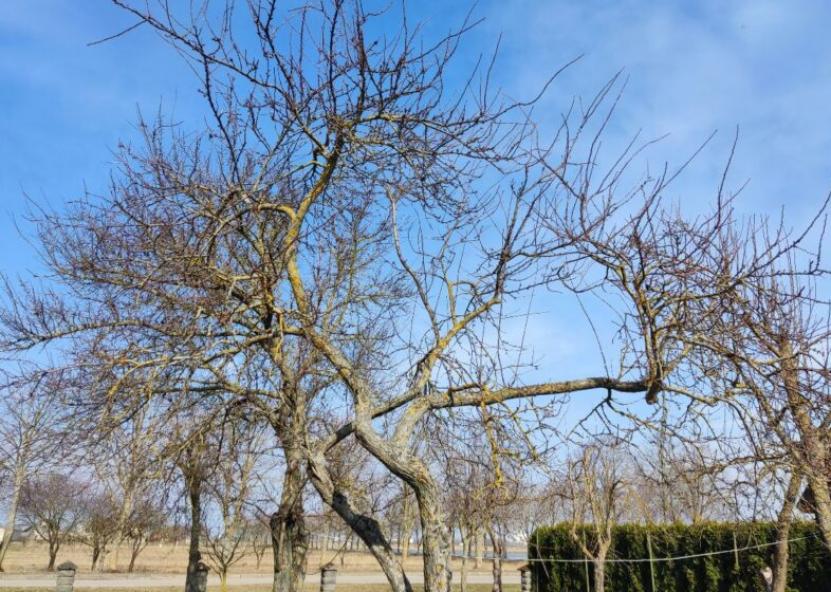 Medžiai. Rinkos aikštės nuotr. 