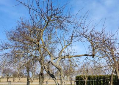 Medžiai. Rinkos aikštės nuotr.