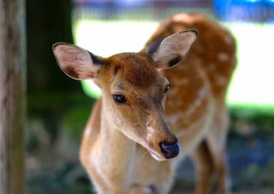 Asociatyvi nuotr. Canva nuotr.