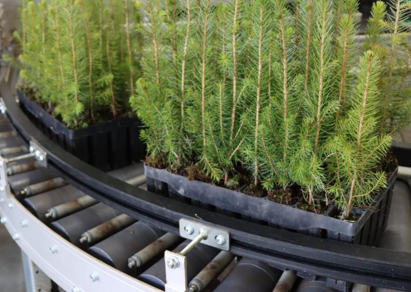 Valstybinių miškų urėdijos nuotr. 