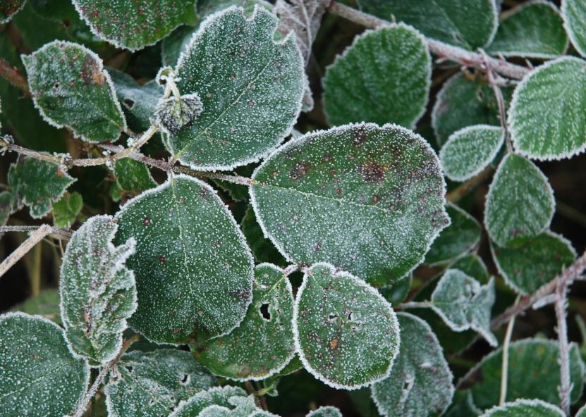 Šalnos. ŽŪM nuotr. 