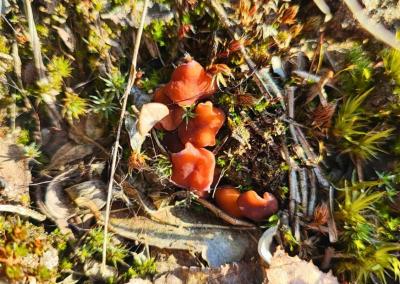 „Sezono atidarymas“, – taip savo 