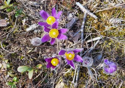 Saugomų teritorijų tarnybos nuotr.