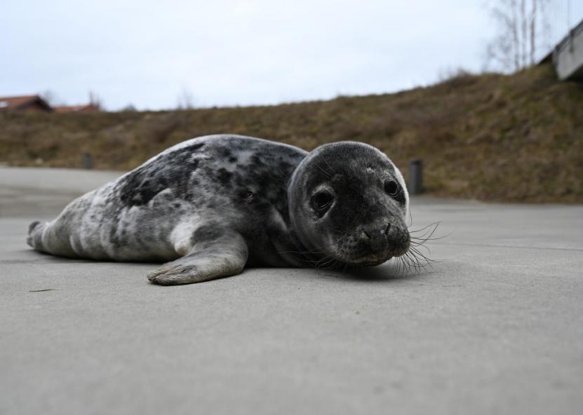 Pavel Kulikov nuotr. 