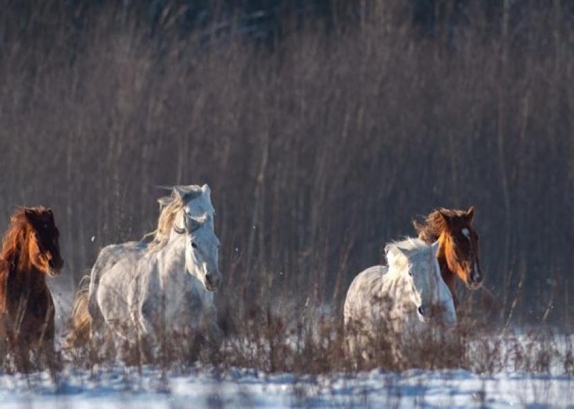 Rokiškio sirenos nuotr. 