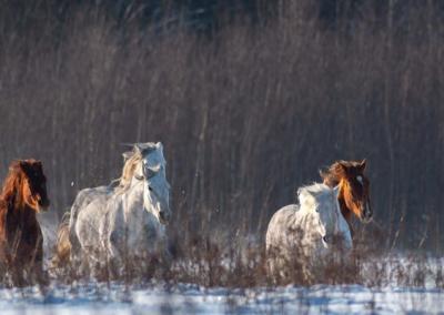 Rokiškio sirenos nuotr.