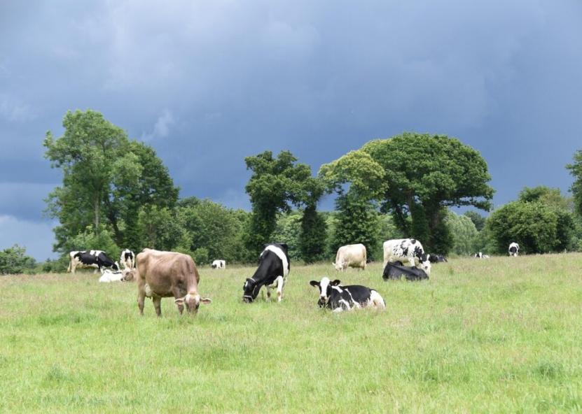 Karvės. Pieno ūkio nuotr. 