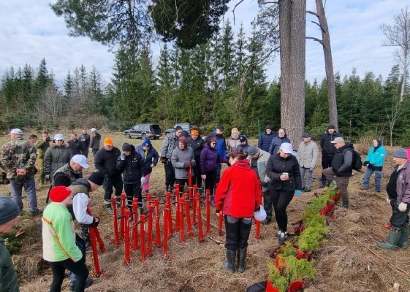 Miškasodis. Rokiškio sirena nuotr. 