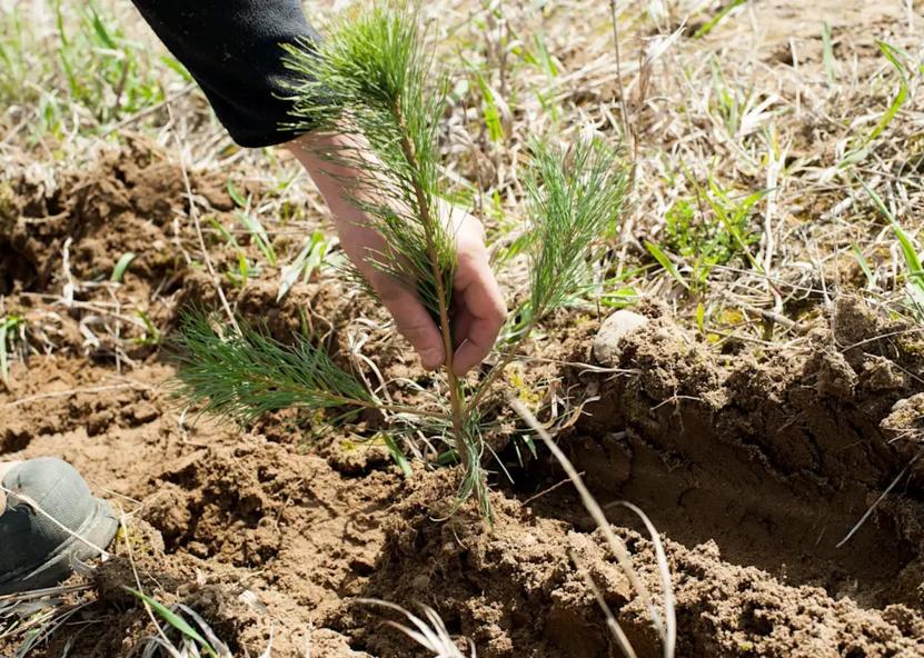 Miškų sodinimas. VMT nuotr. 