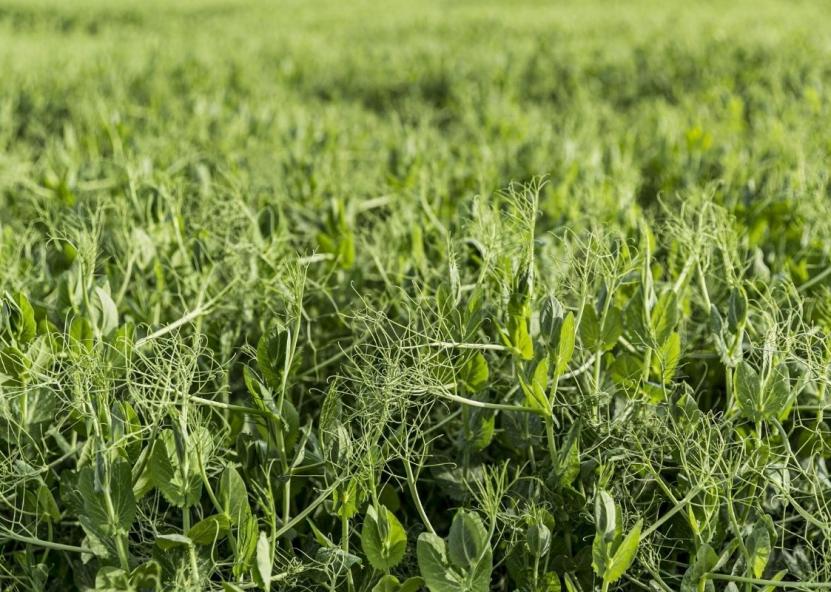 Asociatyvi nuotr. NMA nuotr. 