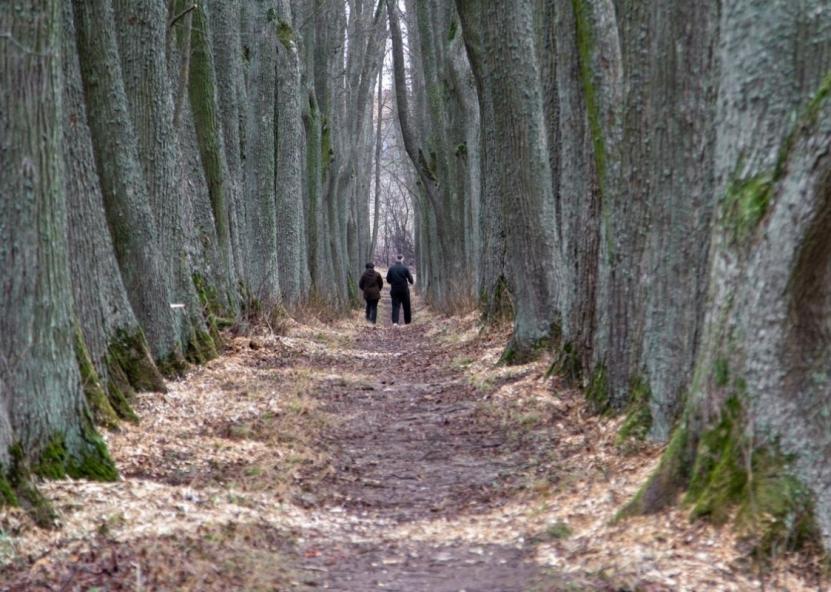 Daniliškio dvaro sodybos parko liepų alėja po kruopščių tvarkymo darbų pasitinka pavasarį neatpažįstamai pasikeitusi – tapusi šviesesnė, saugesnė ir pasirengusi dar gyvuoti. Jūsų Panevėžys nuotr. 