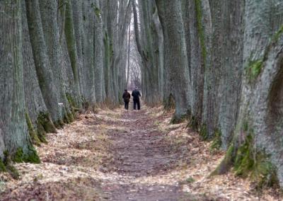 Daniliškio dvaro sodybos parko liepų alėja po kruopščių tvarkymo darbų pasitinka pavasarį neatpažįstamai pasikeitusi – tapusi šviesesnė, saugesnė ir pasirengusi dar gyvuoti. Jūsų Panevėžys nuotr.