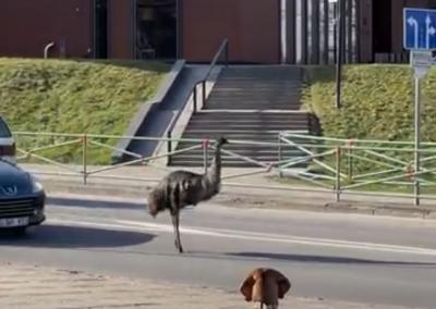 Stop kadras iš socialinių tinklų.