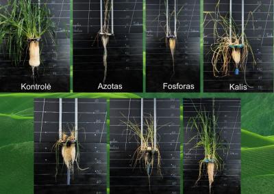 Kontroliniame variante pavaizduotas augalas gauna optimalų maitinimą su visais elementais.