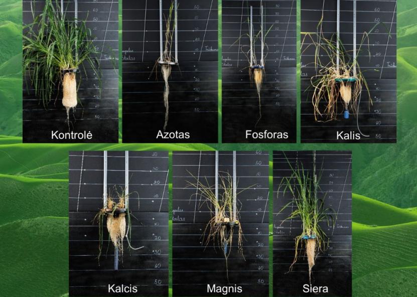 Kontroliniame variante pavaizduotas augalas gauna optimalų maitinimą su visais elementais.