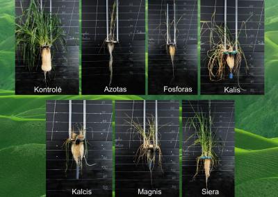 Kontroliniame variante pavaizduotas augalas gauna optimalų maitinimą su visais elementais.
