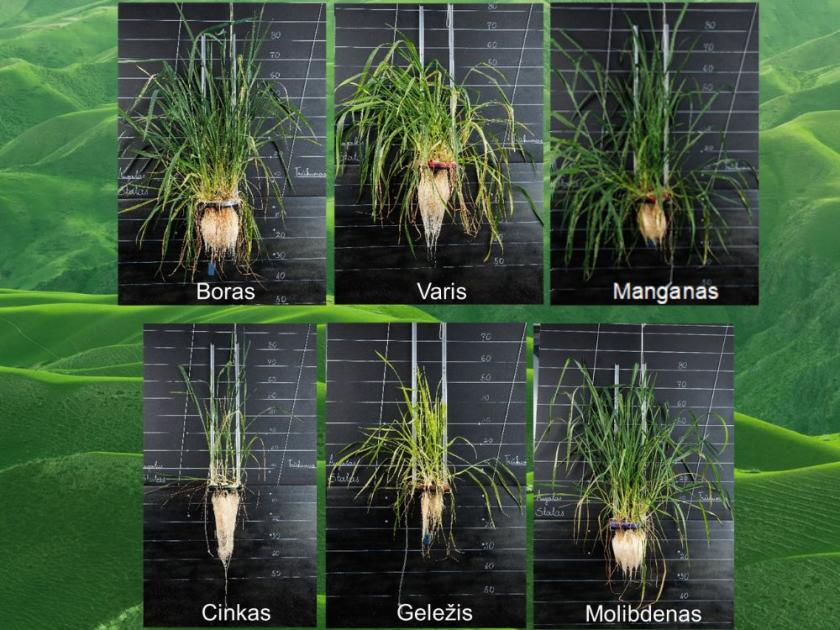 Asociatyvi nuotr. (1000 x 800 piks.)