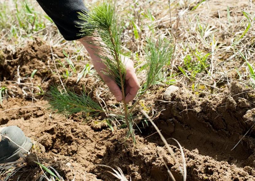 Valstybinių miškų urėdijos nuotr. 