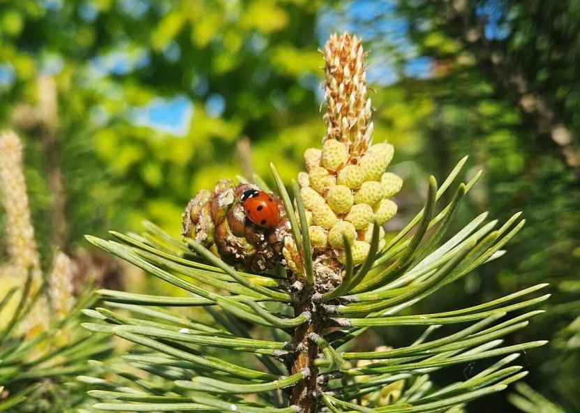 Pušies pumpuras. VMU nuotr. 