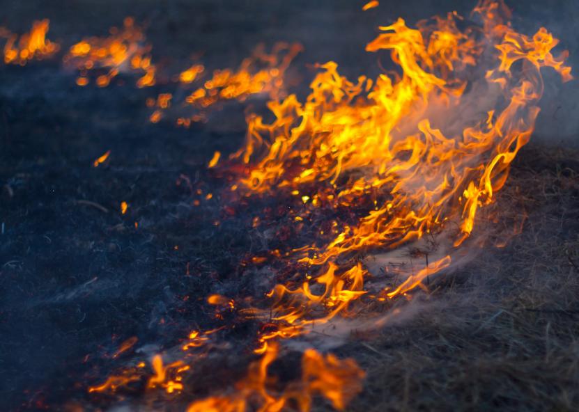 Dega žolė. AM nuotr. 