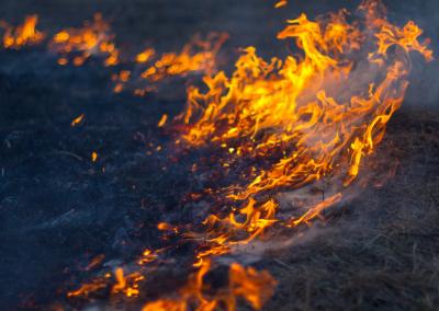 Dega žolė. AM nuotr.