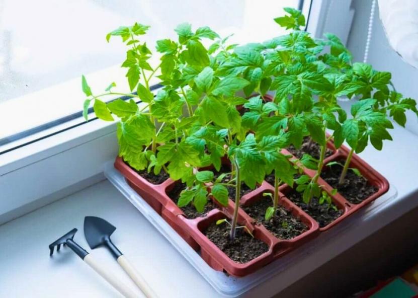 Jurginės arba Šv. Jurgio diena, švenčiamos balandžio 23 dieną. Dzūkų žinios nuotr. 