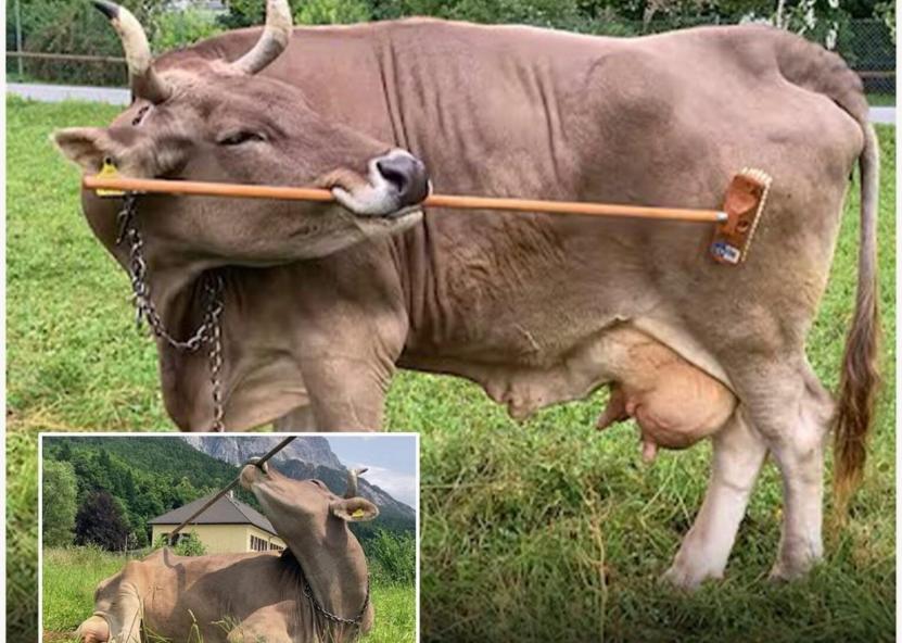 Karvė.Pieno ūkio nuotr 